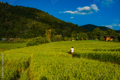 Green Terraced Rice Field