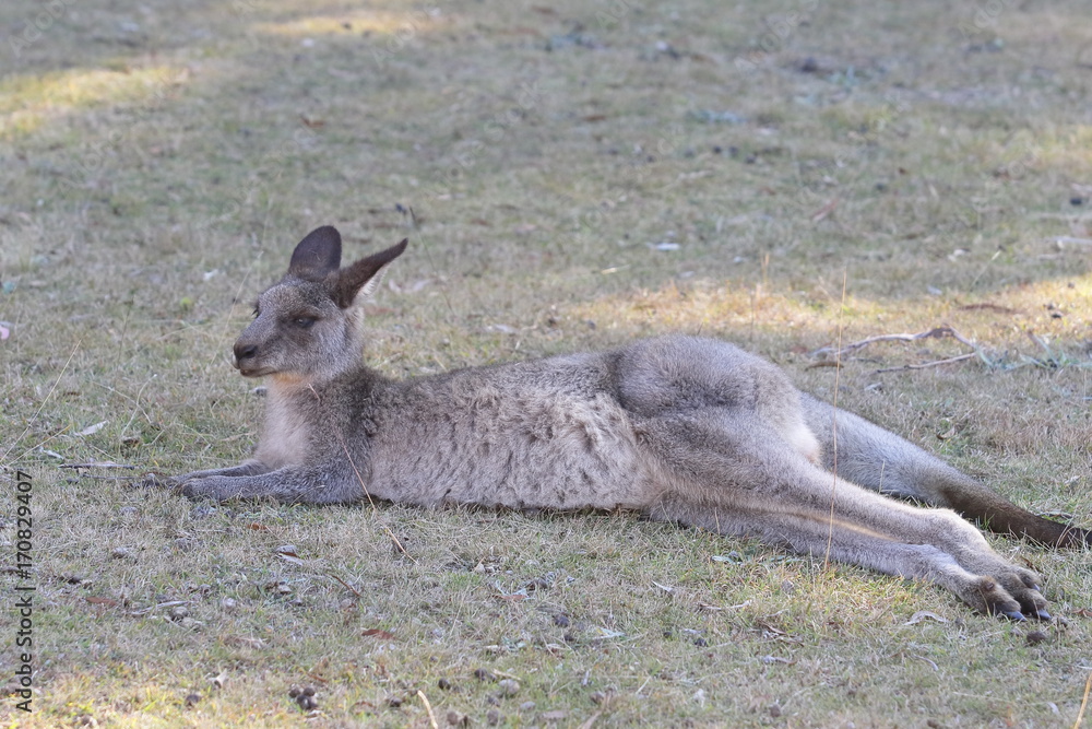 Fototapeta premium 野生のカンガルー