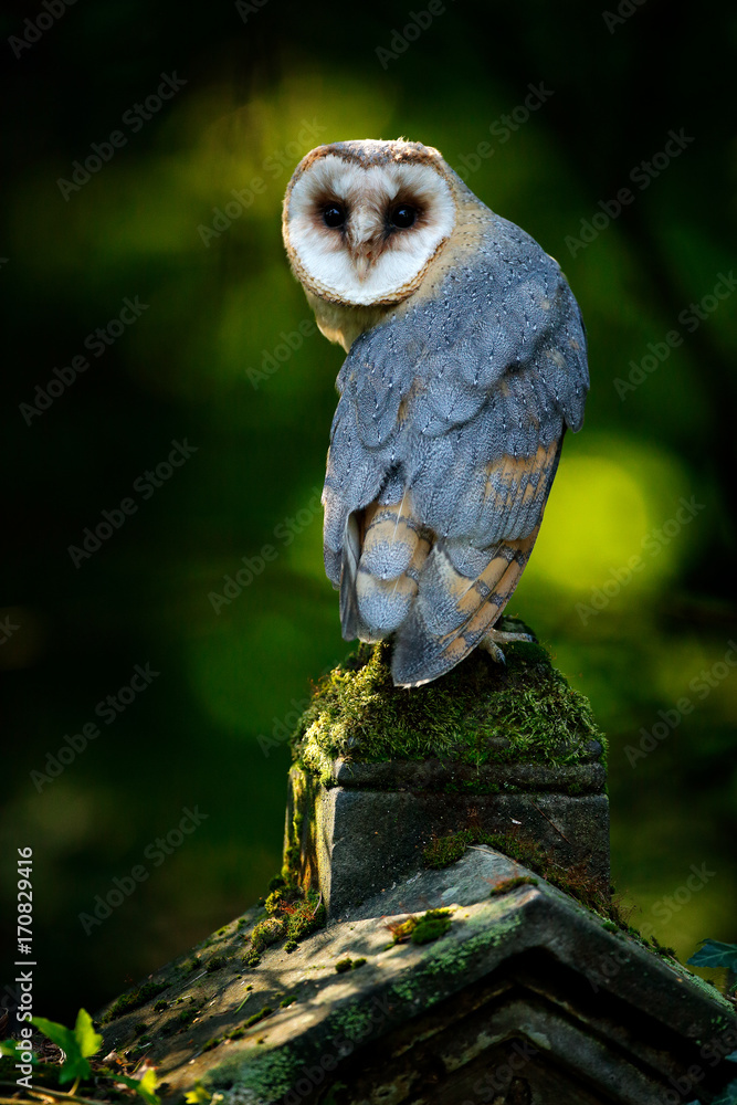 Naklejka premium Tito alba, sitting on stone fence in forest cemetery. Wildlife scene form nature. Animal behaviour in forest. Bird in the forest. Owl in nature habitat. Magic bird barn owl in green wood.