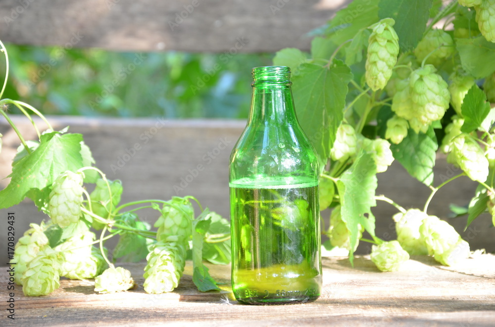 bottle of beer on white background. Bottle of light beer on a background of hops Oktoberfest bottle of beer on white background. Bottle of light beer on a background of hops Oktoberfest