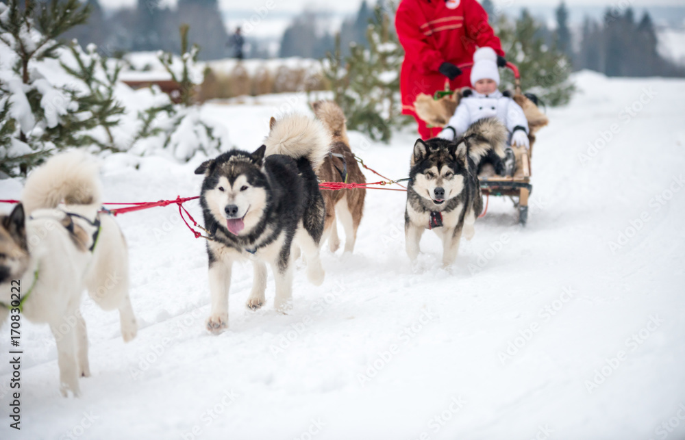 Sled dog racing . Alaskan Malamute