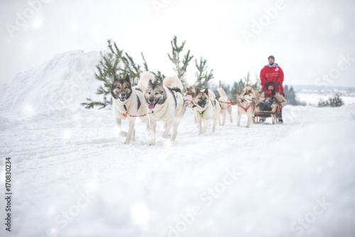 Sled dog racing . Alaskan Malamute © zinaidasopina112