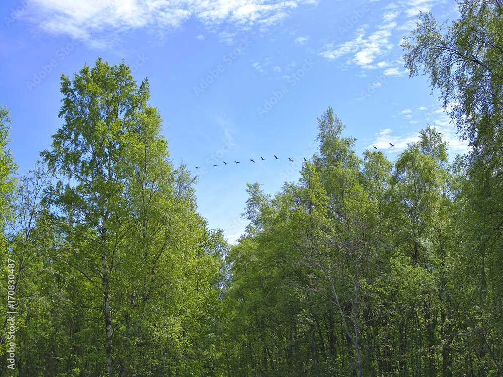 Fototapeta premium Flock of cranes flying over green birch tree forest under a blue sky. Summer background.