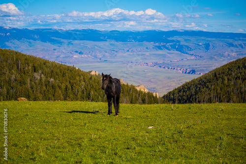 Pryon Mountain Mustangs © garytog