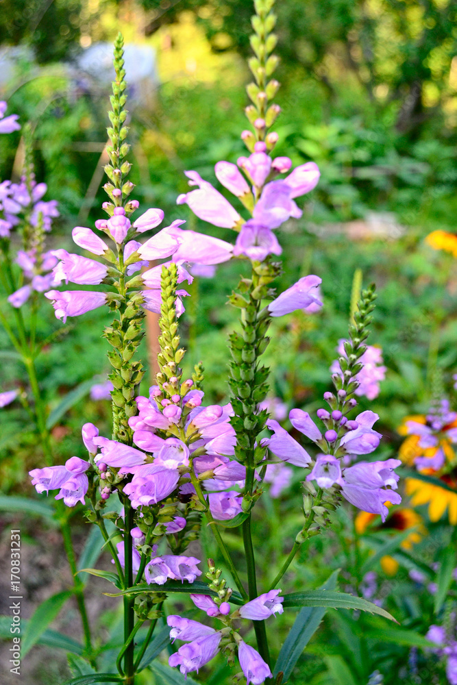 Purple flower Physostegia in the garden Purple flower Physostegia in the garden