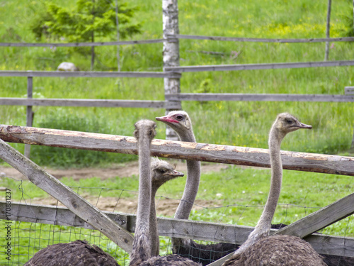 Ostriches in pen. photo