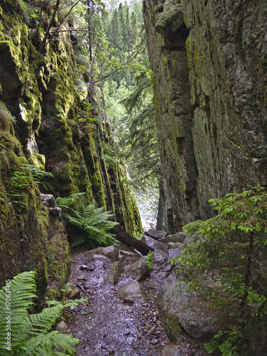 Ravine with green mossy walls.