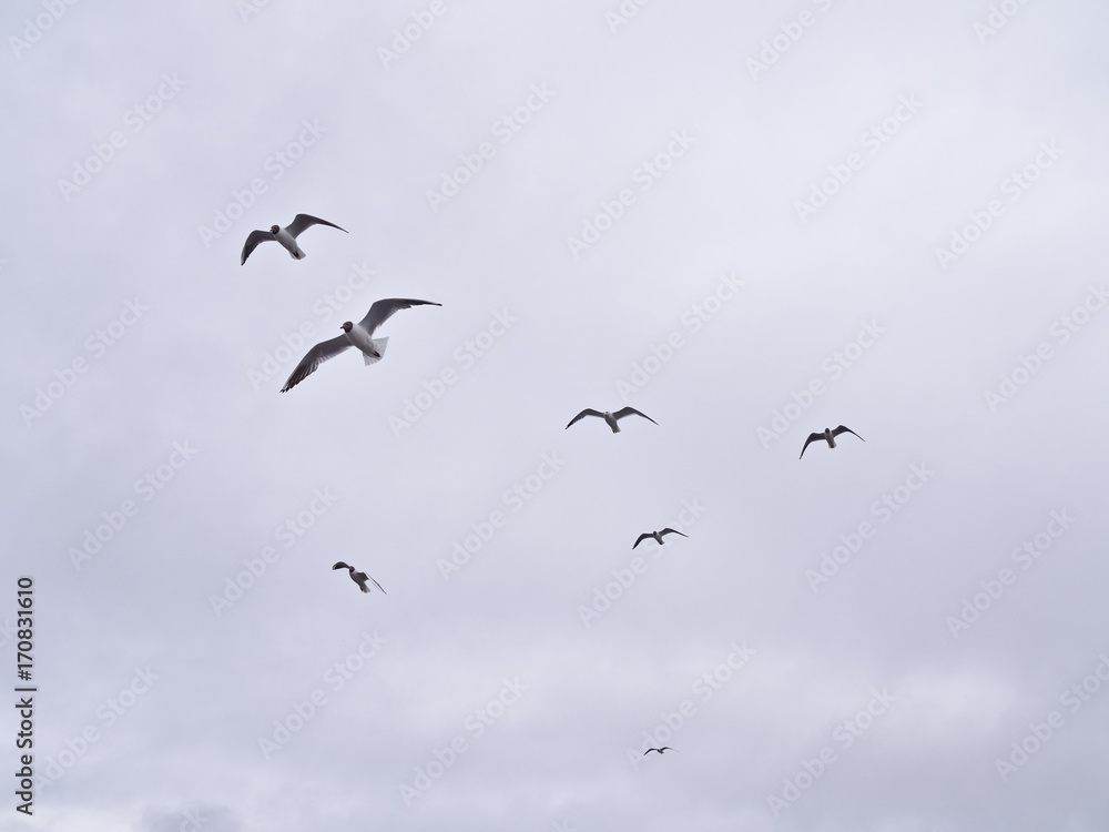 Silhouette of seagulls flying in the sky.