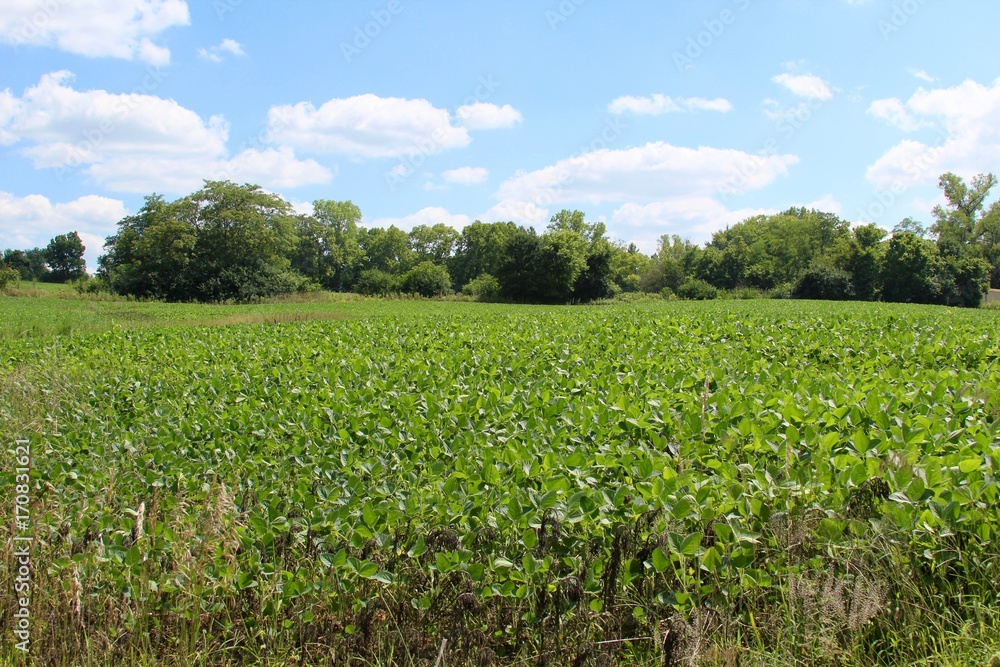The growing crop of soy beans in the field.