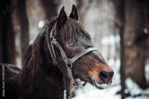 Portrait of pinto horse in winter