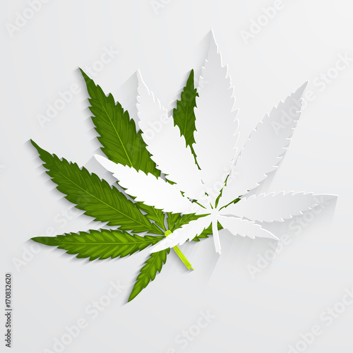 set of Marijuana or cannabis vector leaf