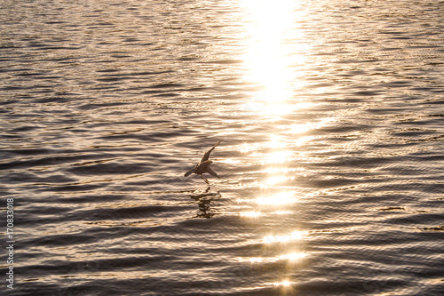 A seagul in golden hour is going to the sunbeam