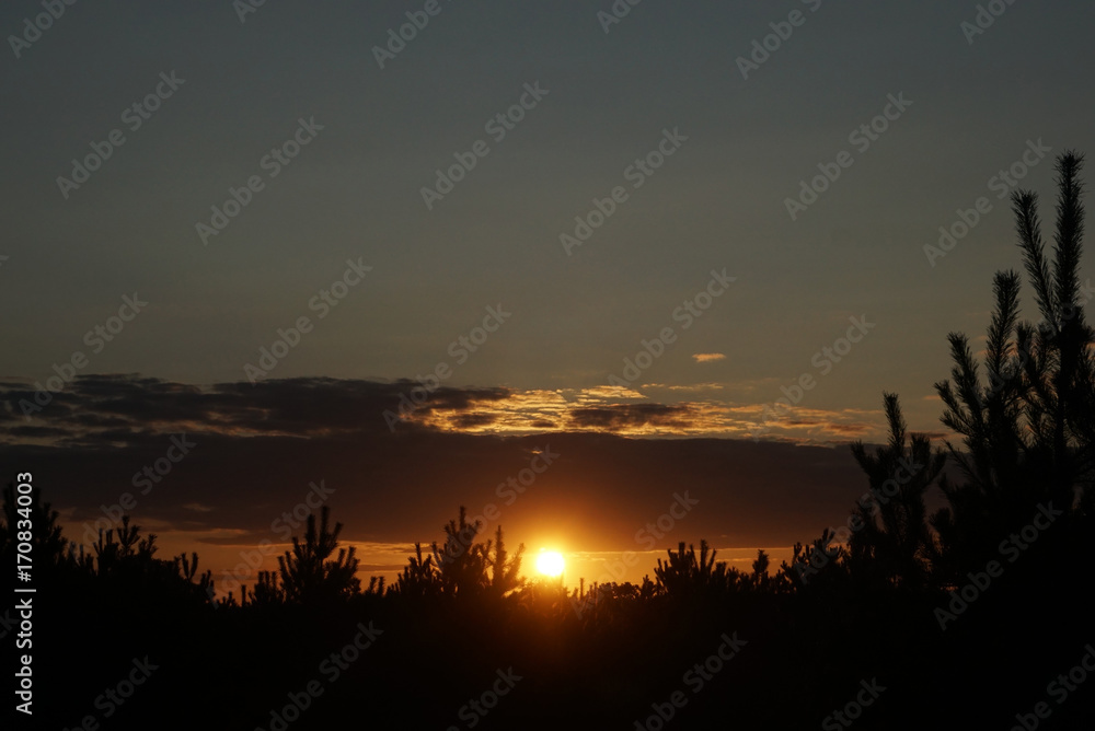 sunset over the pine forest