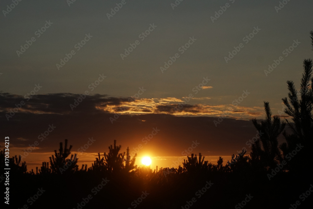 sunset over the pine forest