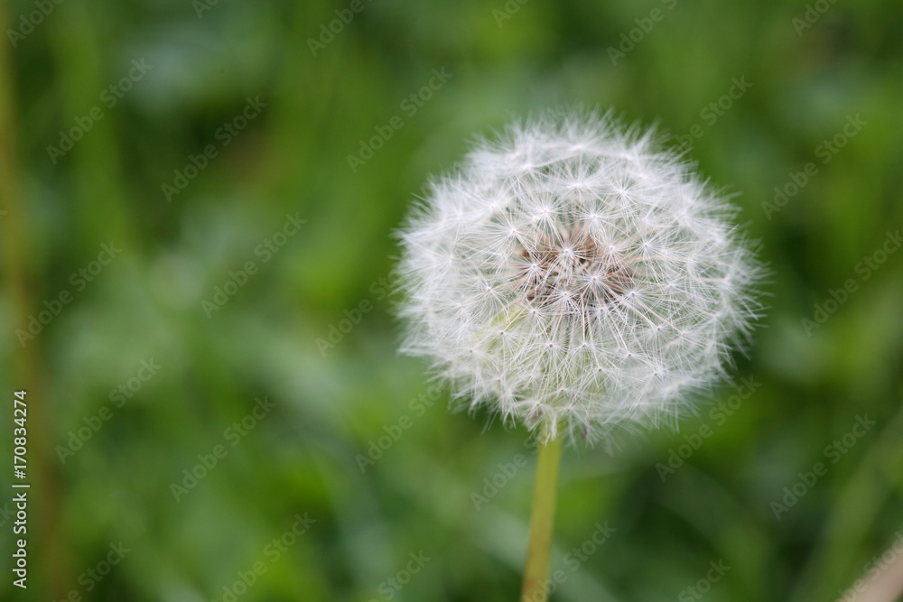 overblown dandelion overblown dandelion