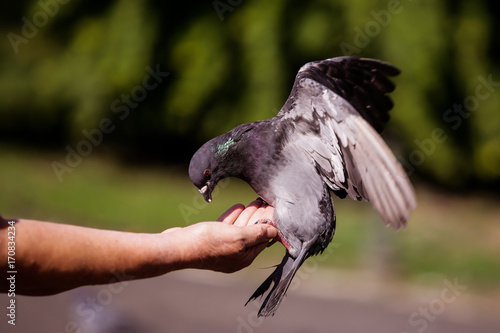 Pigeon on hand