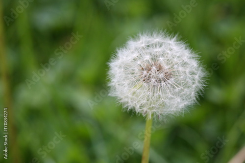 overblown dandelion