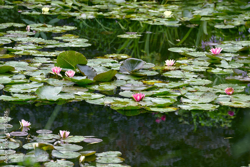 Canvas Print Close up of a water lily
