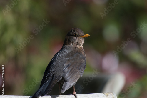 Female Blackbird © George