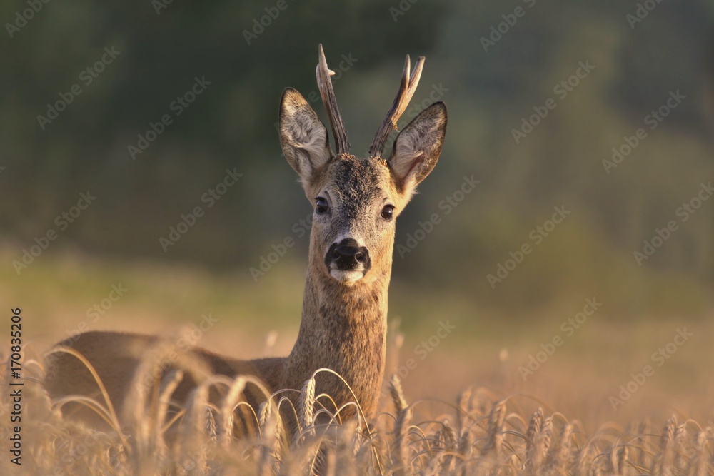 Wildlife scene from nature. Forest horned animal in the nature habitat. Beautiful deer standing in the field. Portrait of the deer. Wildlife scene from nature. Forest horned animal in the nature habitat. Beautiful deer standing in the field. Portrait of the deer.