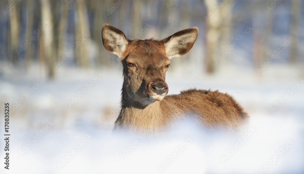 portrait of a doe in a winter landscape. Doe in nature habitat.Cervus elaphus. portrait of a doe in a winter landscape. Doe in nature habitat.Cervus elaphus.