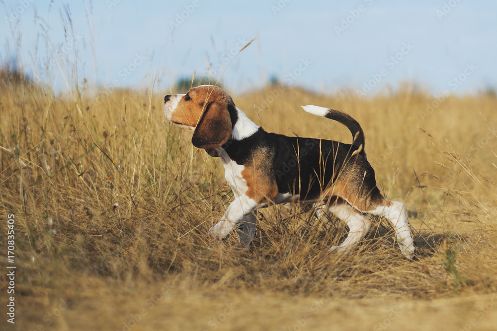 funny beagle puppy 