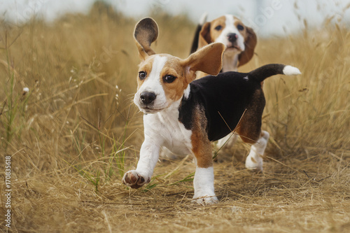 funny beagle puppy  photo