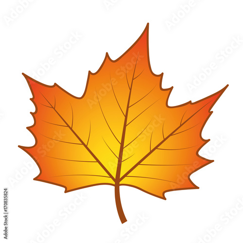 ahornblatt im herbst