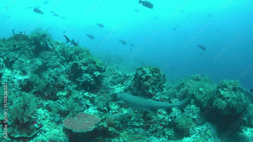 Whitetip Reef Sharks hunting on a coral reef. 4k footage Whitetip Reef Sharks hunting on a coral reef. 4k footage