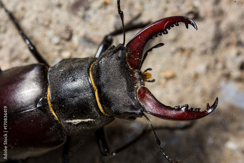 Stag beetle macro