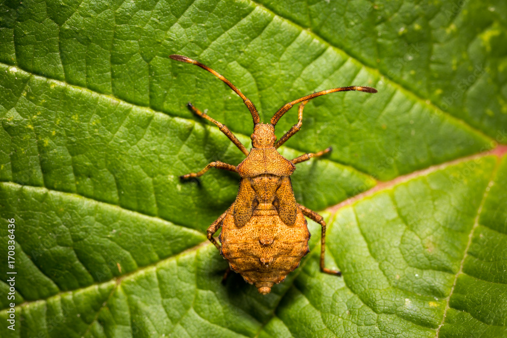 True bugs