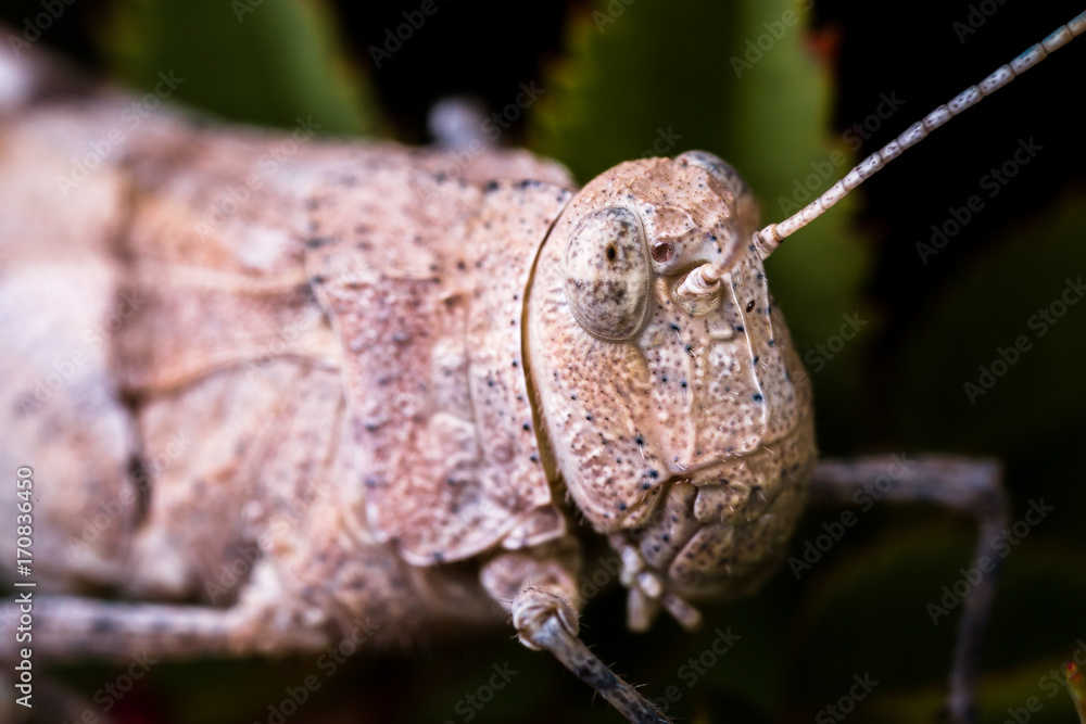 High magnification macro of grashopper's head
