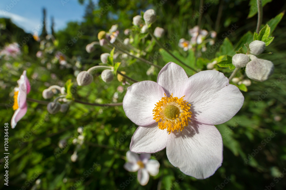 Blossoming flower