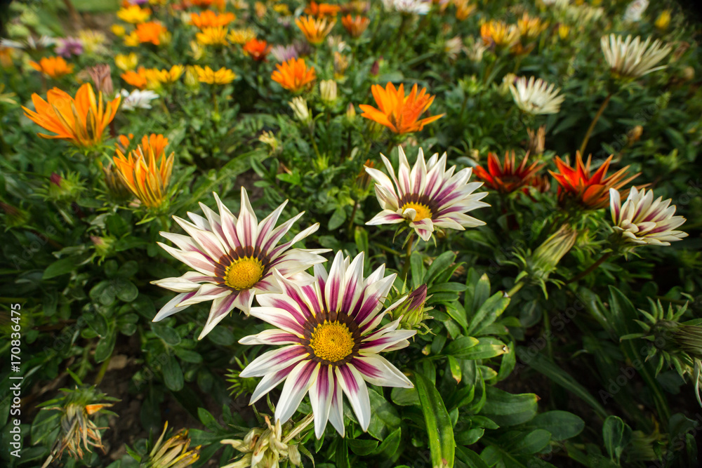 Colorful Blossoming flowers