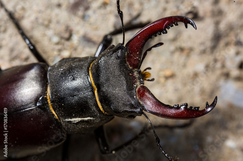 Obraz na płótnie Stag beetle macro w salonie