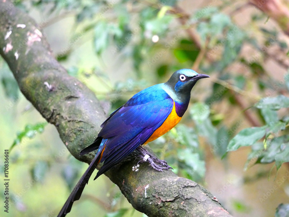 Oiseau Oiseau