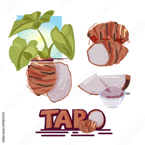 Taro plant. fruit and slice of taro. typographic for header design. infographic for taro - vector photo