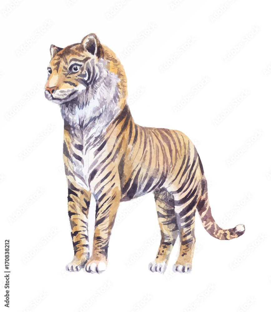 tiger watercolor vector illustration, isolated on white Stock Vector ...