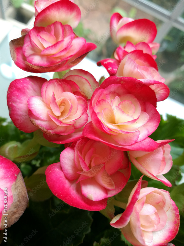 Begonia flowers closeup