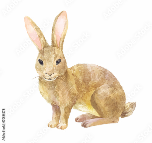 rabbit watercolor vector illustration