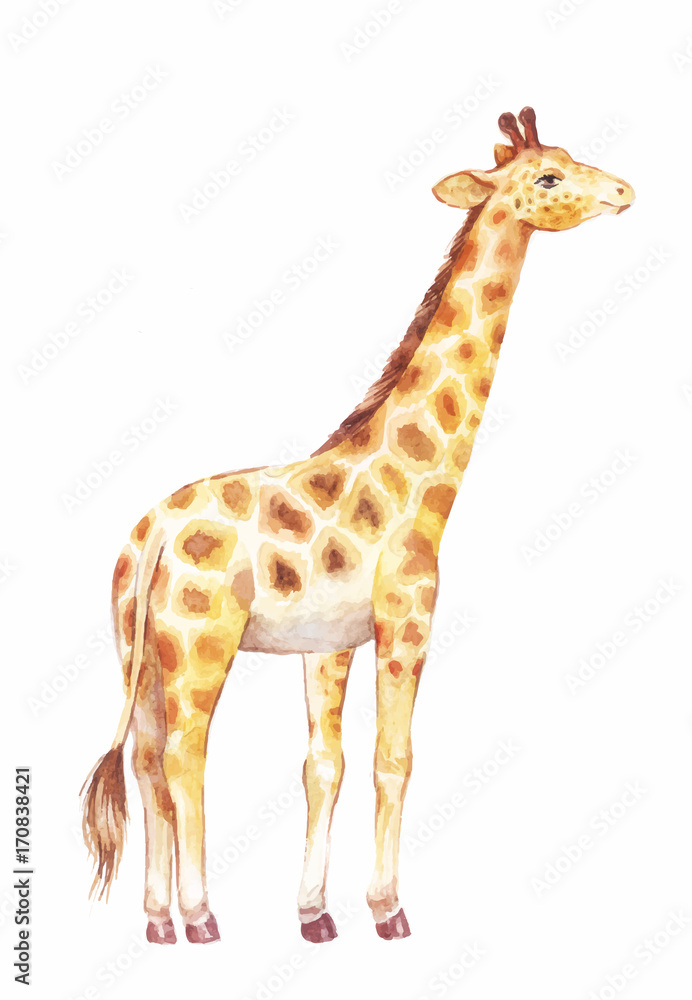 Naklejka premium ilustracja wektorowa akwarela żyrafa