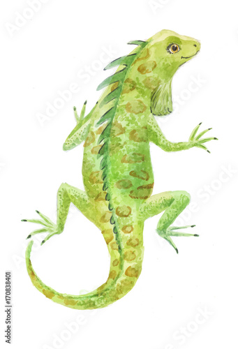 iguana watercolor vector illustration