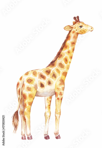 giraffe watercolor vector illustration
