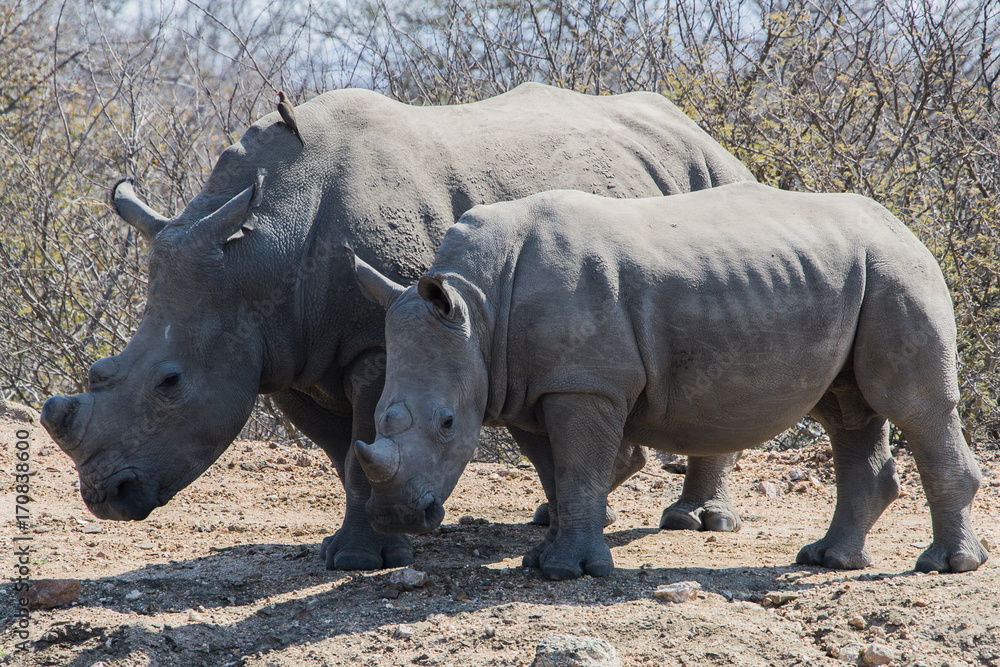 Nashorn Südafrika Nashorn Südafrika