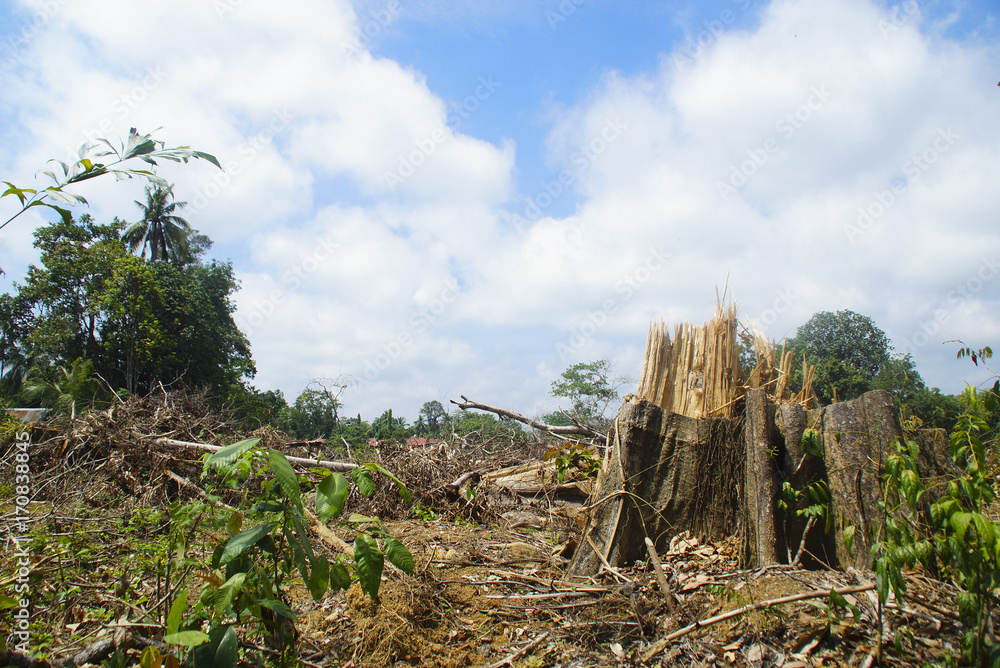 Stumps of wood in the forest with bright blue sky, deforestation or global warming concept, environmental issue
