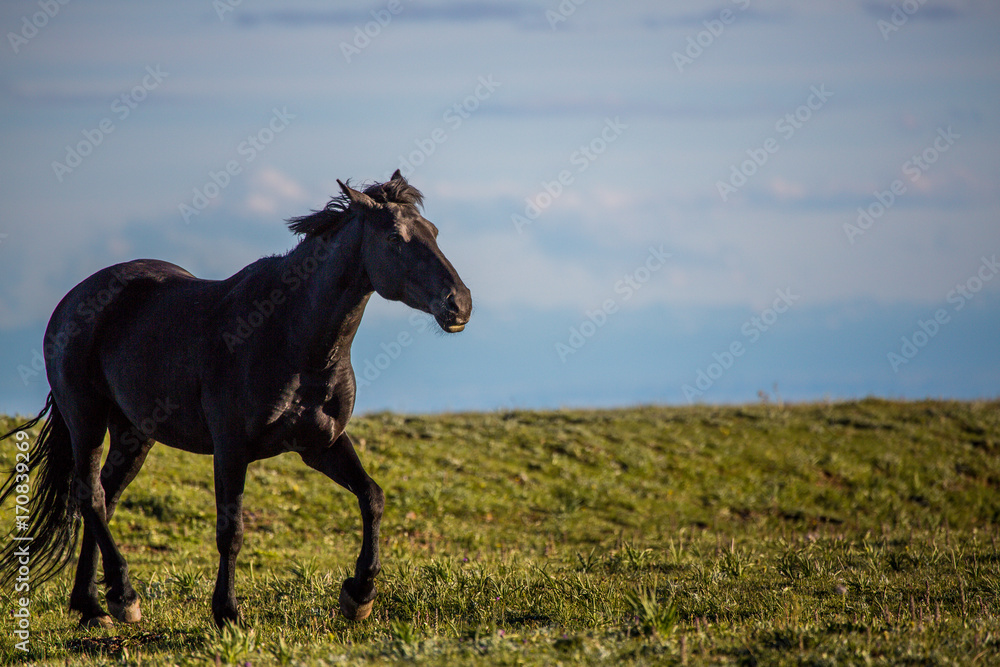 Pryon Mountain Mustangs