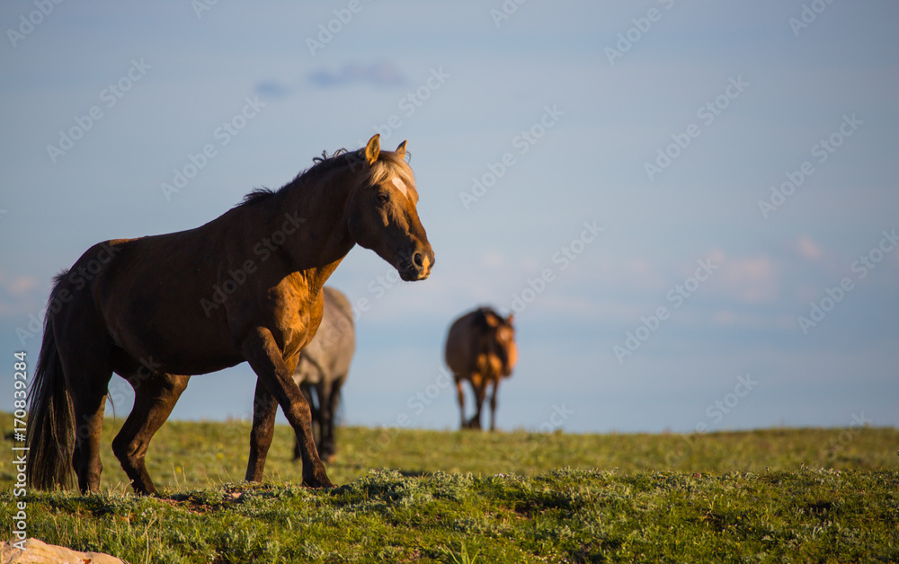 Obraz premium Pryon Mountain Mustangs