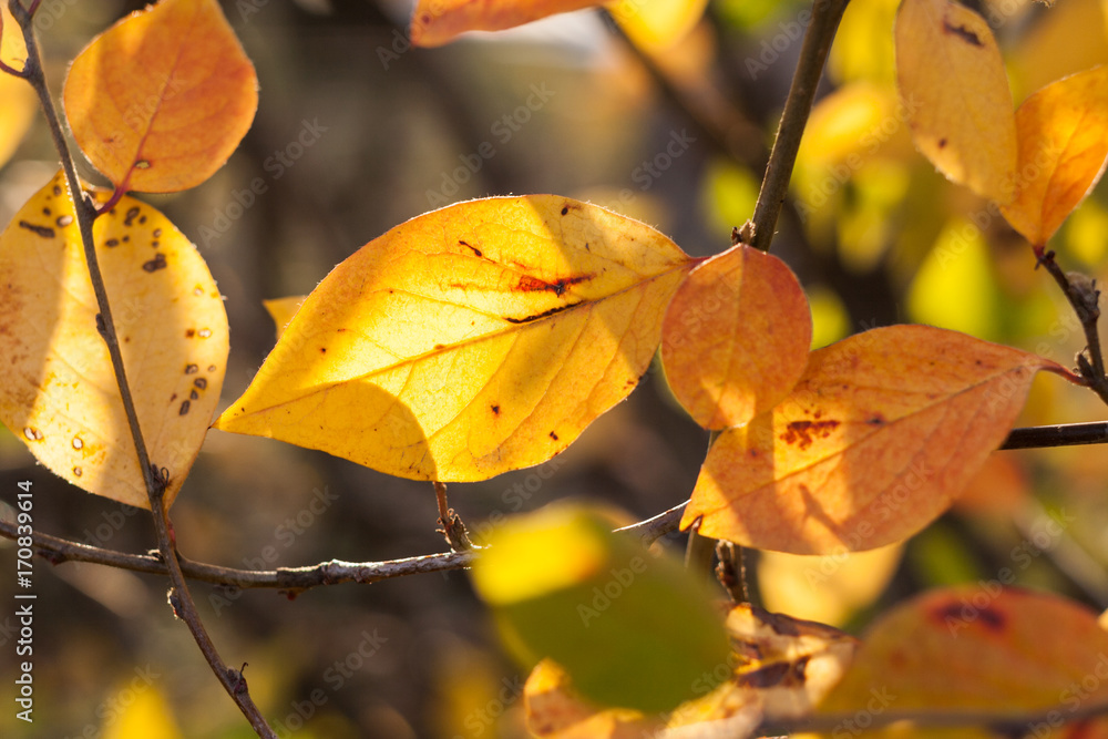 Obraz premium Natural background. Close-up sunlit yellow autumn leaves.