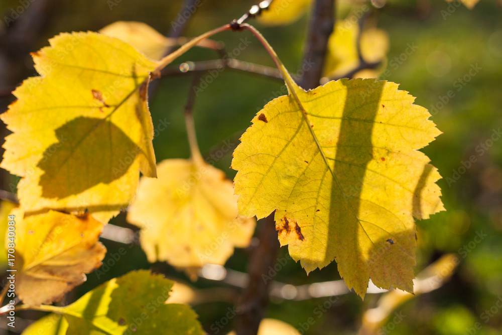 Sunlit beautiful carved yellow autumn leaves. Sunlit beautiful carved yellow autumn leaves.