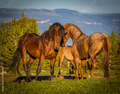 Pryon Mountain Mustangs